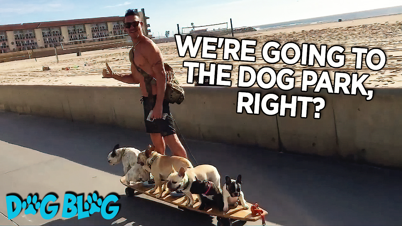 6 French Bulldogs Cruise on Motorized Longboard with Human