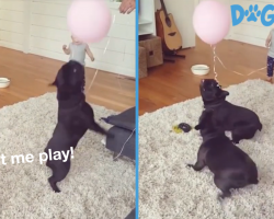 French Bulldogs Playing with Balloons as Toddler Watches