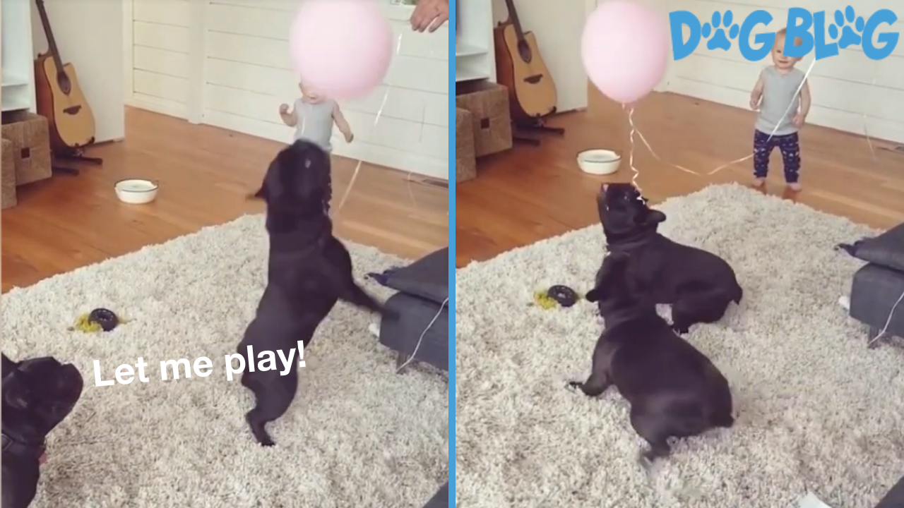French Bulldogs Playing with Balloons as Toddler Watches