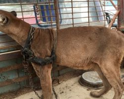 Circus puma lived in old pickup truck for 20 years: Just watch his reaction when he’s rescued!