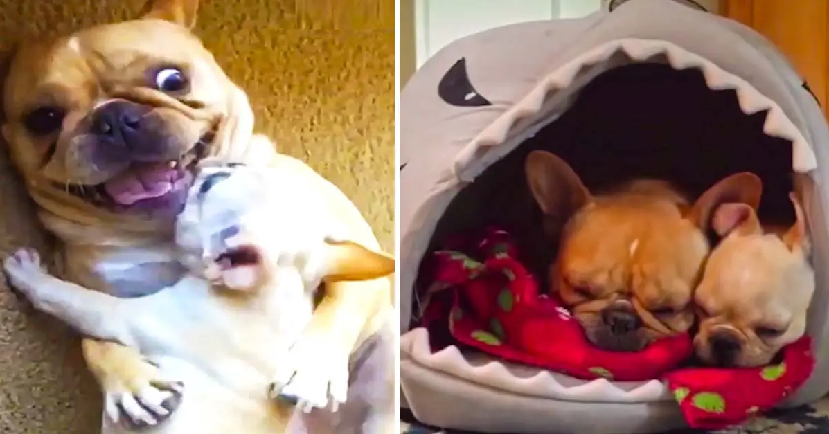 Hilarious French Bulldog Gets New Baby Brother