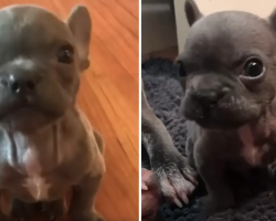 Adorable Frenchie Claims His Territory in the Sassiest Way