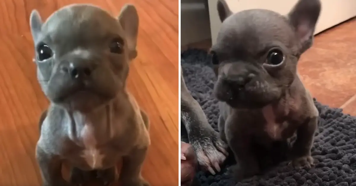Adorable Frenchie Claims His Territory in the Sassiest Way