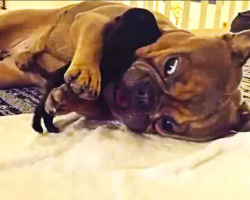 Gentle Frenchie Plays With Tiny Newborn Pug Puppy