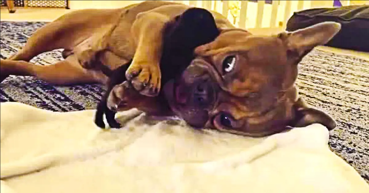 Gentle Frenchie Plays With Tiny Newborn Pug Puppy