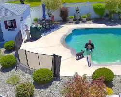 Man Jumps Into Pool To Rescue His Dog