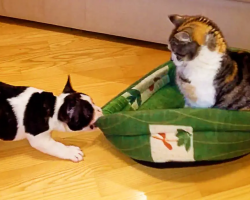 Puppy Attempts To Reclaim Bed From Cat