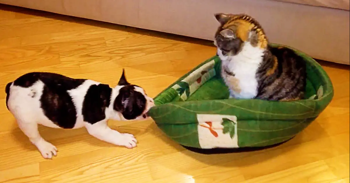 Puppy Attempts To Reclaim Bed From Cat