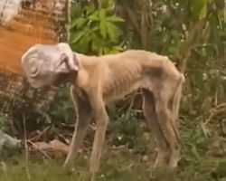 Abandoned pup roams for days with jar stuck on head