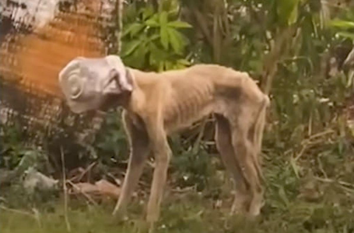Abandoned pup roams for days with jar stuck on head