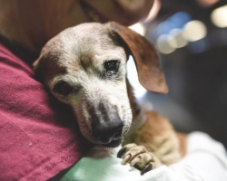 Blind Dog Who Clung To Shelter Worker Has The Best Life Now