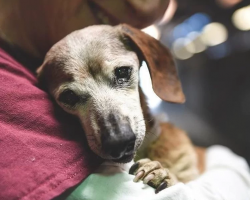 Blind Dog Clings To The First Person She Meets At The Shelter