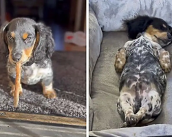 Adorable Dachshund Puppy Will Steal Your Heart