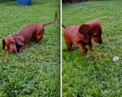 Cute Dachshund Puppy is Terrified of a Dandelion