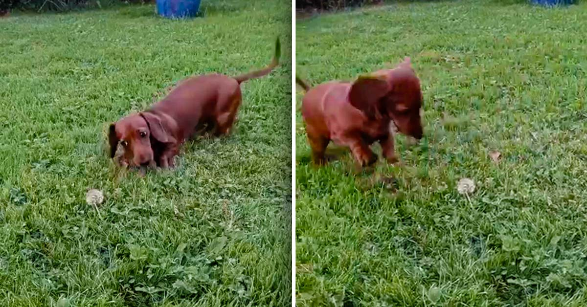 Cute Dachshund Puppy is Terrified of a Dandelion