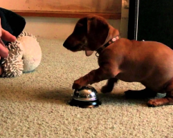 Dachshund Puppy Learns to Ring Bell for Service and Yummy Treats