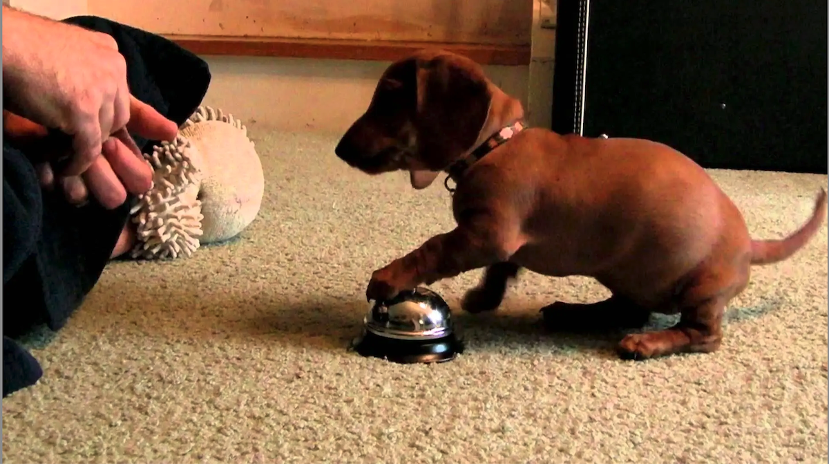 Dachshund Puppy Learns to Ring Bell for Service and Yummy Treats