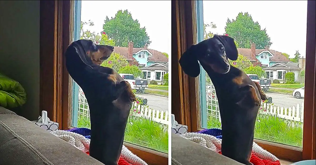 Weenie Dog Hysterically Sits Upright To Look Out Window