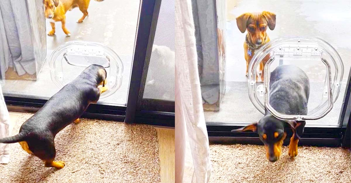Smart Pooch Teaches Other Dogs How To Use Dog Door