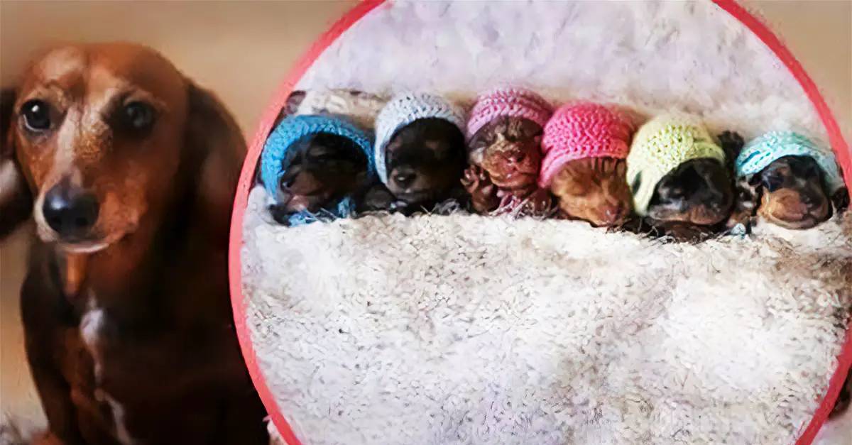 This Proud Wiener Dog Mama Has The Most Adorable Photoshoot With Her 6 Pups