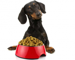 Best Dog Food for Dachshunds