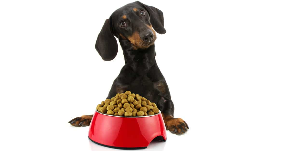 Best Dog Food for Dachshunds