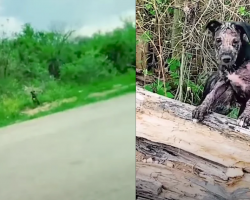 Woman Comes Across Two Puppies Dumped By The Road And Carefully Approaches