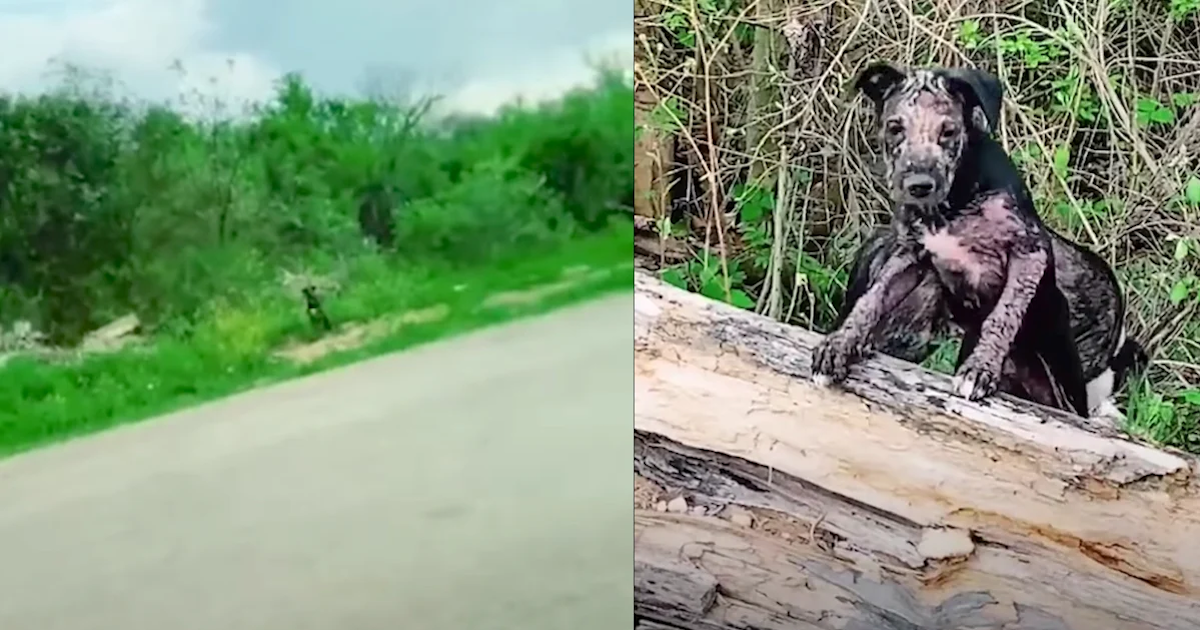 Woman Comes Across Two Puppies Dumped By The Road And Carefully Approaches