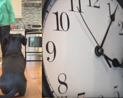 The Dog’s Hungry, But It’s Only 4PM — So He Takes Matters Into His Own Paws