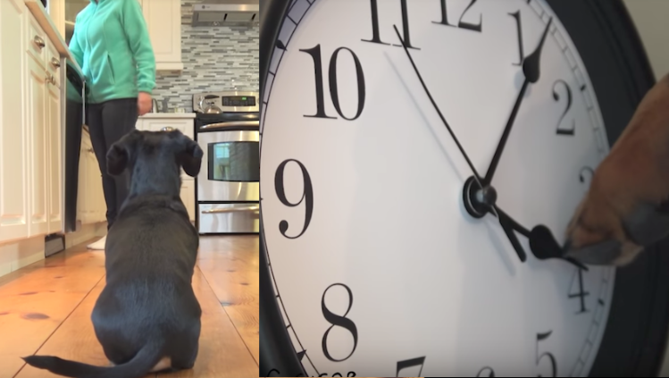 The Dog’s Hungry, But It’s Only 4PM — So He Takes Matters Into His Own Paws