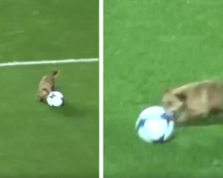 Soccer Match Brought To A Halt When Stray Dog Decides To Play Fetch