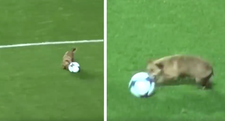 Soccer Match Brought To A Halt When Stray Dog Decides To Play Fetch