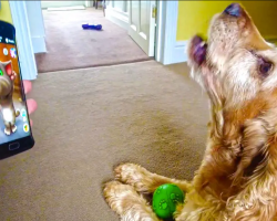 Dog Has Cute Conversation With ‘Talking Tom’ App