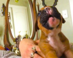 3-Week Old Boxer Puppy Tries to Howl AND Steals Our Hearts