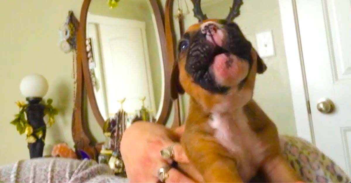 3-Week Old Boxer Puppy Tries to Howl AND Steals Our Hearts