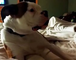 Boxer Dog Severely Protests His Bedtime