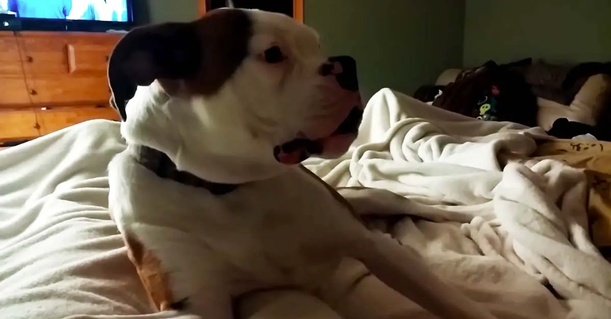 Boxer Dog Severely Protests His Bedtime