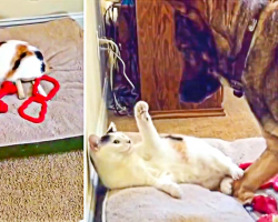 German Shepherd Finds Cat In Her Bed, Takes Appropriate Action