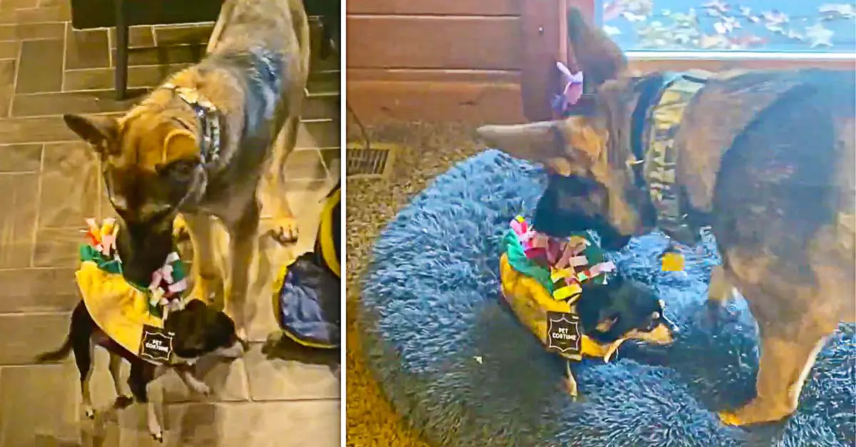 German Shepherd Dog Tries to Snack on Chihuahua Dressed as Taco