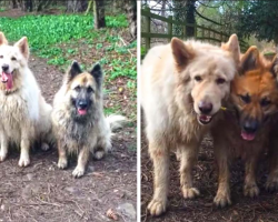 Three Dogs Use Teamwork To Fetch The Same Stick In Unison