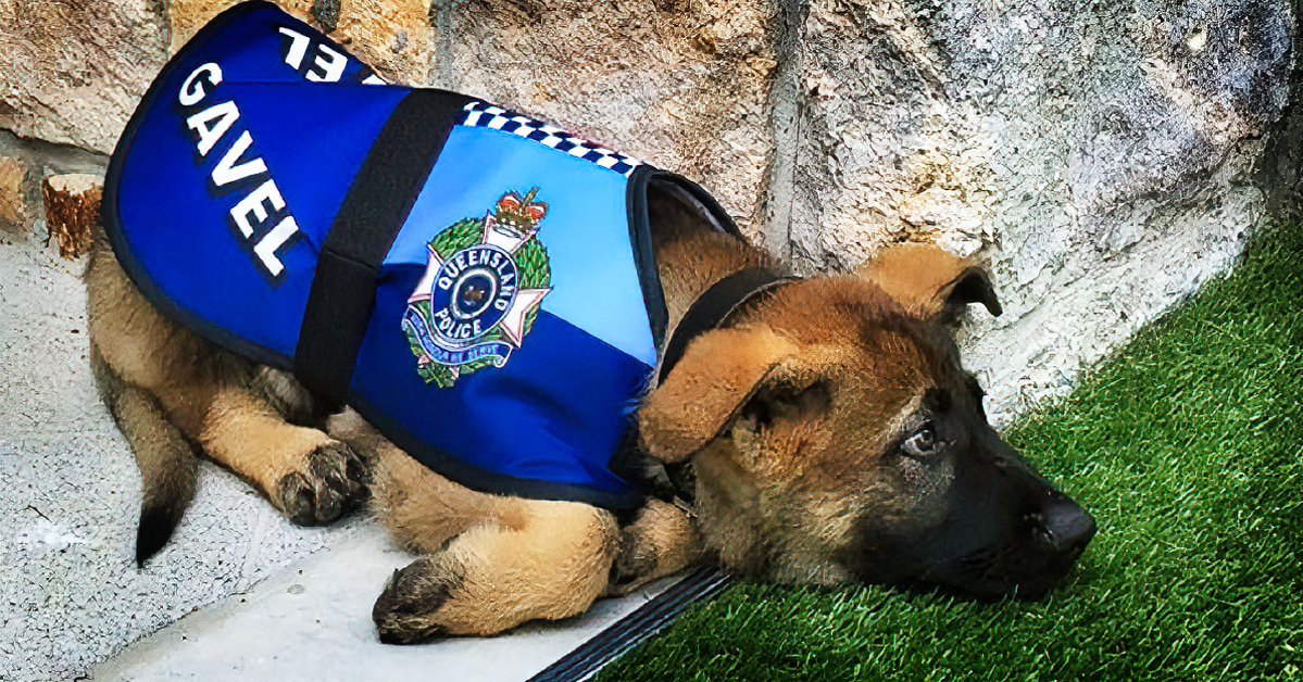 Police Dog Gets Fired For Being Too Friendly, Later Receives An Even Better Job Offer