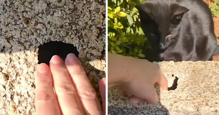 Woman’s Keys Fall In A Hole, But The Neighbor Cat Helps Out