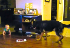 Baby And German Shepherd Play Chase Together