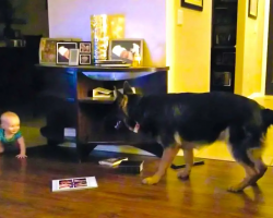 Baby And German Shepherd Play Chase Together
