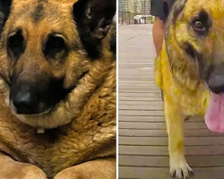 150-Pound German Shepherd Loses 50 Pounds And Finds Love
