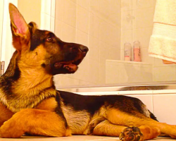 German Shepherd Sings Along With Owner Taking Shower