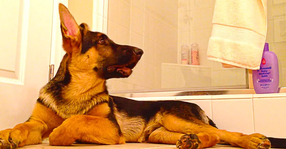 German Shepherd Sings Along With Owner Taking Shower