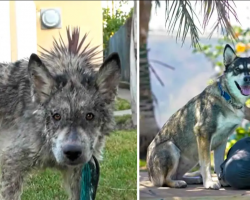 Rescued Dog Was Mistaken For A Wild Wolf Roaming In A Neighborhood
