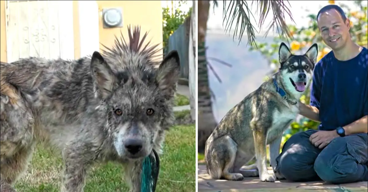 Rescued Dog Was Mistaken For A Wild Wolf Roaming In A Neighborhood