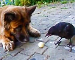 Dog And Crow Play Fetch Together
